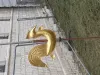 coq